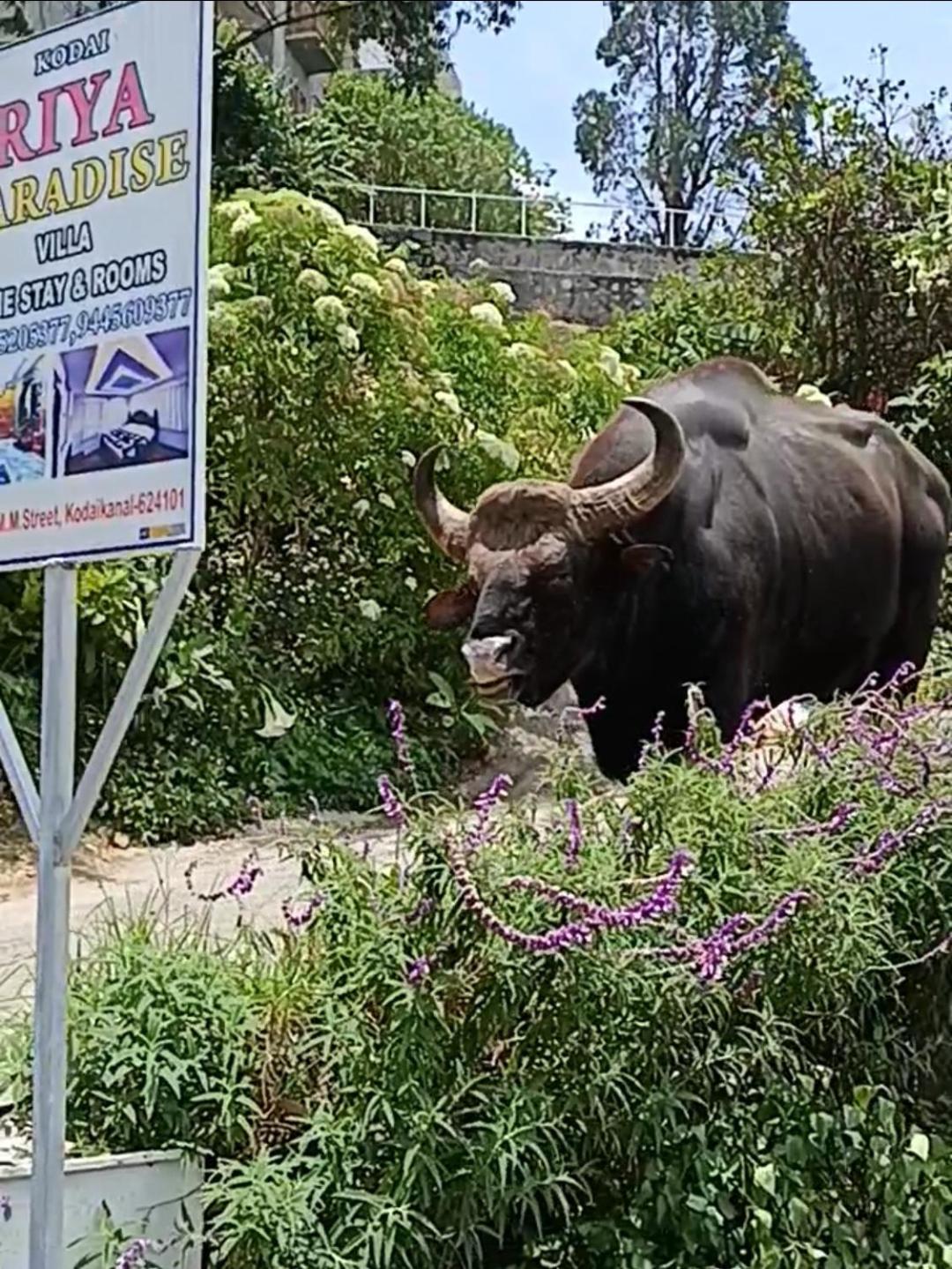 קודאיקנאל Kodai Riya Paradise מראה חיצוני תמונה