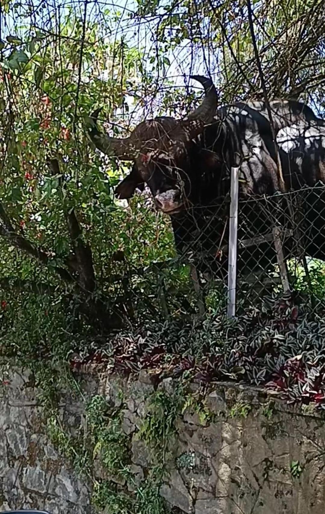 קודאיקנאל Kodai Riya Paradise מראה חיצוני תמונה